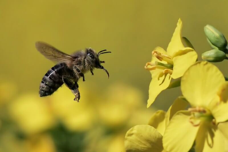 pszczoła na rzepaku